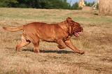 DOGUE DE BORDEAUX 381